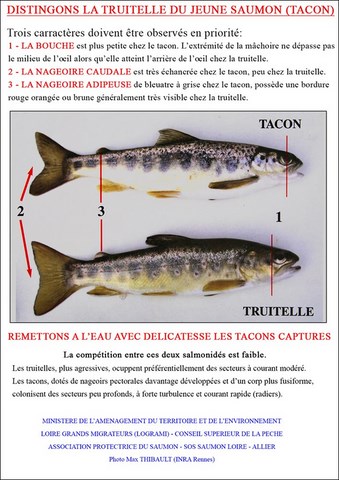 tacon et truitelle